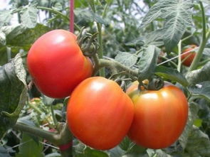 广州水果蔬菜配送公司 企业单位团体餐管理与农副产品批发的专业解决方案